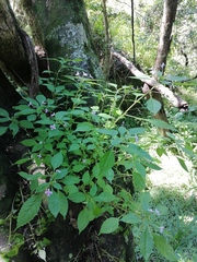 Impatiens hochstetteri