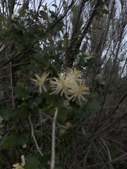 Clematis pauciflora