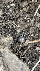 Armadillidium vulgare