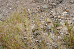 Zoysia matrella