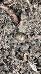 Megacopta punctatissima