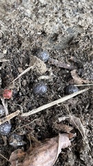 Armadillidium vulgare