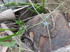 Eryngium vesiculosum