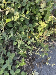 Cajanus scarabaeoides