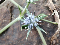 Eryngium vesiculosum