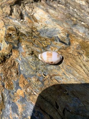 Talostolida pellucens