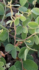 Cajanus scarabaeoides