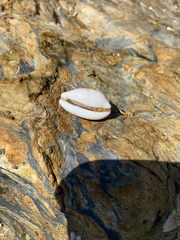 Talostolida pellucens