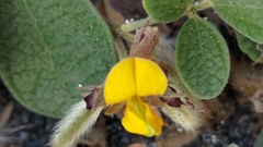 Cajanus scarabaeoides