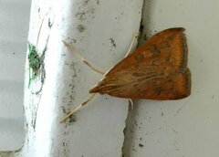 Udea ferrugalis