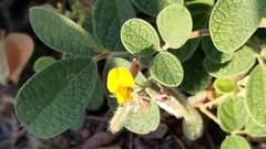 Cajanus scarabaeoides