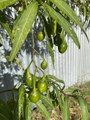 Solanum aviculare