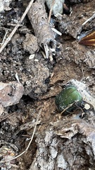 Anomala albopilosa albopilosa