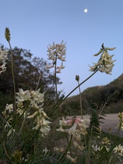 Astragalus trichopodus