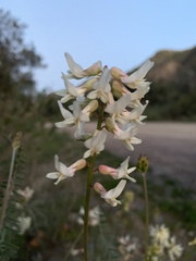 Astragalus trichopodus