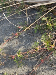 Indigofera hendecaphylla