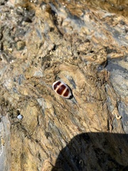 Palmadusta asellus