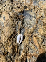 Palmadusta asellus