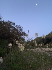 Astragalus trichopodus