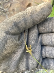 Juncus dichotomus