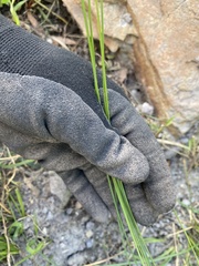 Juncus dichotomus