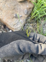 Juncus dichotomus