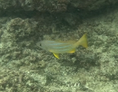 Lutjanus kasmira