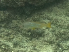 Lutjanus kasmira