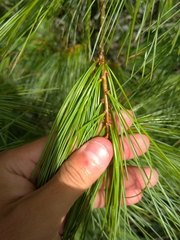 Pinus armandi