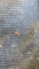 Platynaspidius maculosa