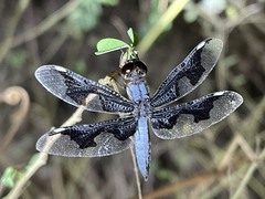 Palpopleura portia
