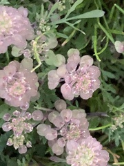 Lepidium nitidum
