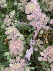 Lepidium nitidum