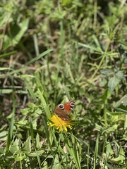 Aglais io