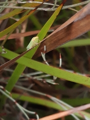 Batracomorphus
