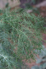Cupressus cashmeriana