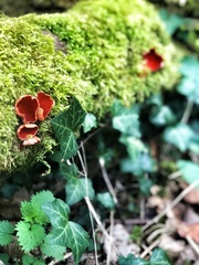 Sarcoscypha coccinea