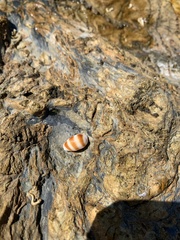 Palmadusta asellus