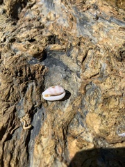 Palmadusta asellus