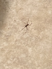 Latrodectus geometricus