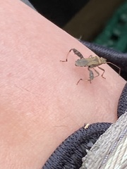 Heegeria tangirica
