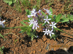 Pentanisia prunelloides prunelloides