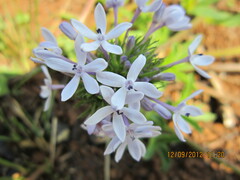 Pentanisia prunelloides prunelloides