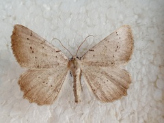 Odontognophos dumetata