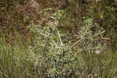 Eryngium campestre