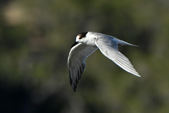 Sterna hirundo hirundo