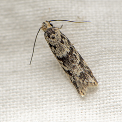 Oxythecta