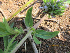 Pentanisia prunelloides prunelloides
