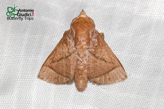 Praesetora divergens