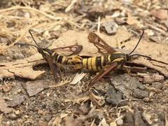 Synanthedon
